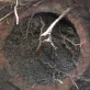 Tree Roots Destroy Septic Systems
